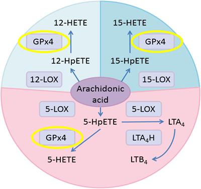 Activation of Glutathione Peroxidase 4 as a Novel Anti-inflammatory Strategy